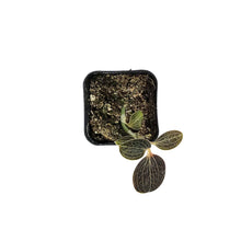 Load image into Gallery viewer, Jewel Orchid, 2.5in, Macodes lowii