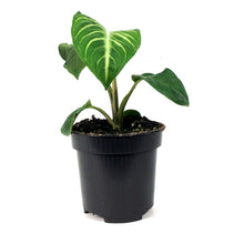 Load image into Gallery viewer, Caladium, 4in, Magnificum