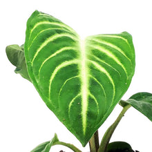 Load image into Gallery viewer, Caladium, 4in, Magnificum
