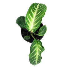 Load image into Gallery viewer, Caladium, 4in, Magnificum