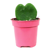Load image into Gallery viewer, Hoya, 4in, Kerrii Single Leaf