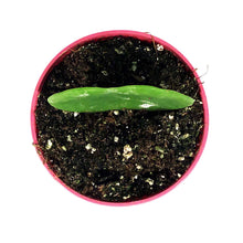 Load image into Gallery viewer, Hoya, 4in, Kerrii Single Leaf