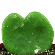 Load image into Gallery viewer, Hoya, 4in, Kerrii Single Leaf