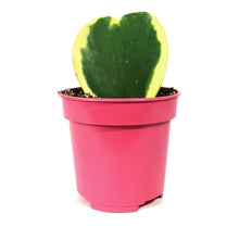 Load image into Gallery viewer, Hoya, 4in, Kerrii Outer Variegated Single Leaf