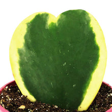 Load image into Gallery viewer, Hoya, 4in, Kerrii Outer Variegated Single Leaf
