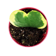 Load image into Gallery viewer, Hoya, 4in, Kerrii Outer Variegated Single Leaf