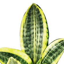 Load image into Gallery viewer, Sansevieria, 4in, Hi Color
