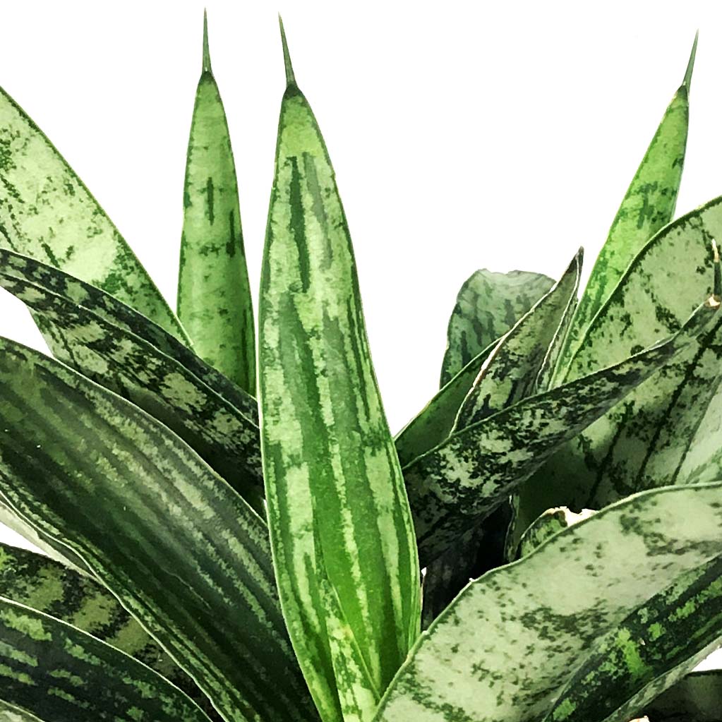 sansevieria silver steel Sansevieria, 4in, Silver Steel – Floral Acres Greenhouse & Garden Centre