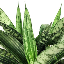 Load image into Gallery viewer, Sansevieria, 4in, Silver Steel