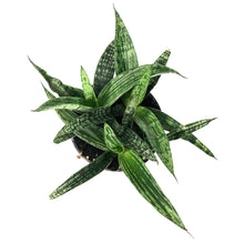 Load image into Gallery viewer, Sansevieria, 4in, Silver Steel