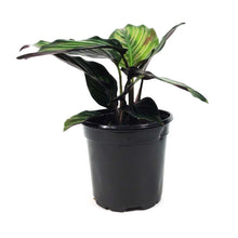 Load image into Gallery viewer, Calathea, 4in, Beauty Star