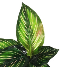 Load image into Gallery viewer, Calathea, 4in, Beauty Star