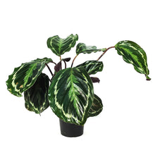Load image into Gallery viewer, Calathea, 5in, Marion