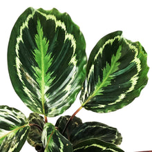 Load image into Gallery viewer, Calathea, 5in, Marion
