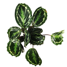 Load image into Gallery viewer, Calathea, 5in, Marion