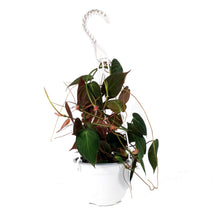Load image into Gallery viewer, Philodendron, 6in HB, Micans