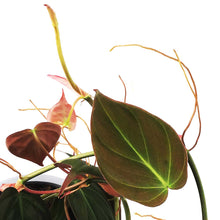Load image into Gallery viewer, Philodendron, 6in HB, Micans