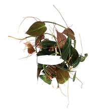 Load image into Gallery viewer, Philodendron, 6in HB, Micans
