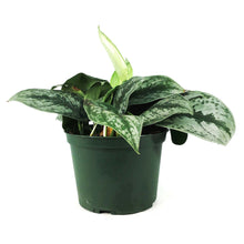 Load image into Gallery viewer, Scindapsus, 6in, Exotica