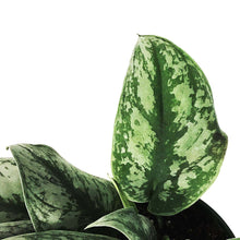 Load image into Gallery viewer, Scindapsus, 6in, Exotica