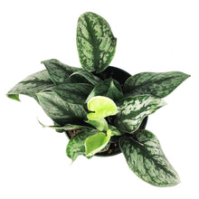 Load image into Gallery viewer, Scindapsus, 6in, Exotica