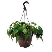 Load image into Gallery viewer, Philodendron, 8in HB, Micans