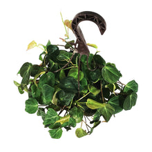 Load image into Gallery viewer, Philodendron, 8in HB, Micans