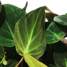 Load image into Gallery viewer, Philodendron, 8in HB, Micans