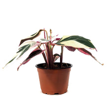 Load image into Gallery viewer, Stromanthe, 4in, Triostar