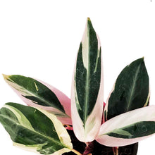 Load image into Gallery viewer, Stromanthe, 4in, Triostar