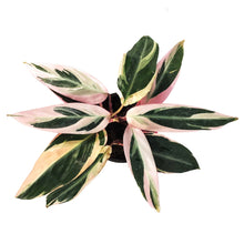 Load image into Gallery viewer, Stromanthe, 4in, Triostar