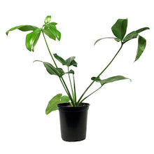 Load image into Gallery viewer, Philodendron, 6in, Goeldii