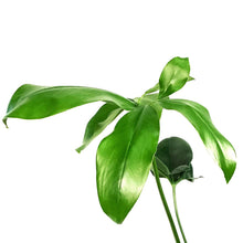 Load image into Gallery viewer, Philodendron, 6in, Goeldii