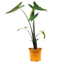 Load image into Gallery viewer, Alocasia, 7in, Zebrina Reticulata