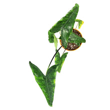 Load image into Gallery viewer, Alocasia, 7in, Zebrina Reticulata
