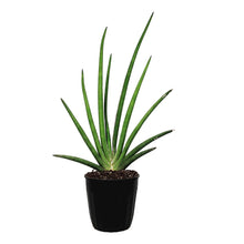 Load image into Gallery viewer, Sansevieria, 7.5in, Rhea Fantail