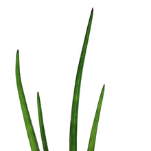 Load image into Gallery viewer, Sansevieria, 7.5in, Rhea Fantail