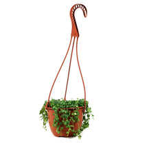 Load image into Gallery viewer, String of Turtles, 6in HB, Peperomia Prostrata