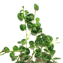 Load image into Gallery viewer, String of Turtles, 6in HB, Peperomia Prostrata