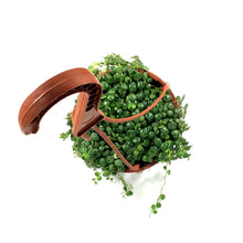 Load image into Gallery viewer, String of Turtles, 6in HB, Peperomia Prostrata