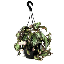 Load image into Gallery viewer, Episcia, 8in HB, Cupreata Flame Violet