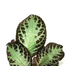 Load image into Gallery viewer, Episcia, 8in HB, Cupreata Flame Violet