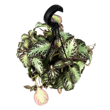 Load image into Gallery viewer, Episcia, 8in HB, Cupreata Flame Violet