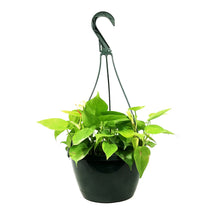 Load image into Gallery viewer, Philodendron, 8in HB, Lemon Lime Heart Leaf