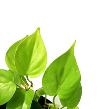 Load image into Gallery viewer, Philodendron, 8in HB, Lemon Lime Heart Leaf