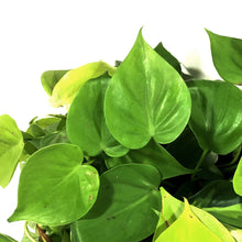 Load image into Gallery viewer, Philodendron, 8in HB, Lemon Lime Heart Leaf