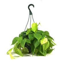 Load image into Gallery viewer, Philodendron, 8in HB, Lemon Lime Heart Leaf