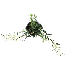 Load image into Gallery viewer, Olive, 7in
