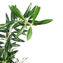 Load image into Gallery viewer, Olive, 7in