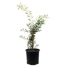 Load image into Gallery viewer, Olive, 7in